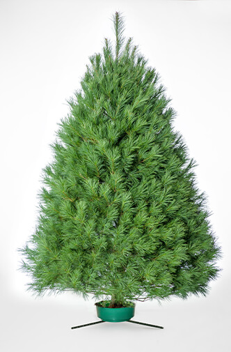 01_White_Pine_Full-1